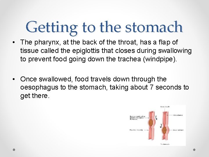 Getting to the stomach • The pharynx, at the back of the throat, has