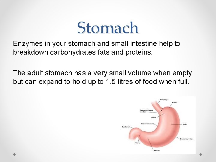 Stomach Enzymes in your stomach and small intestine help to breakdown carbohydrates fats and