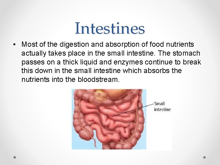 Intestines • Most of the digestion and absorption of food nutrients actually takes place