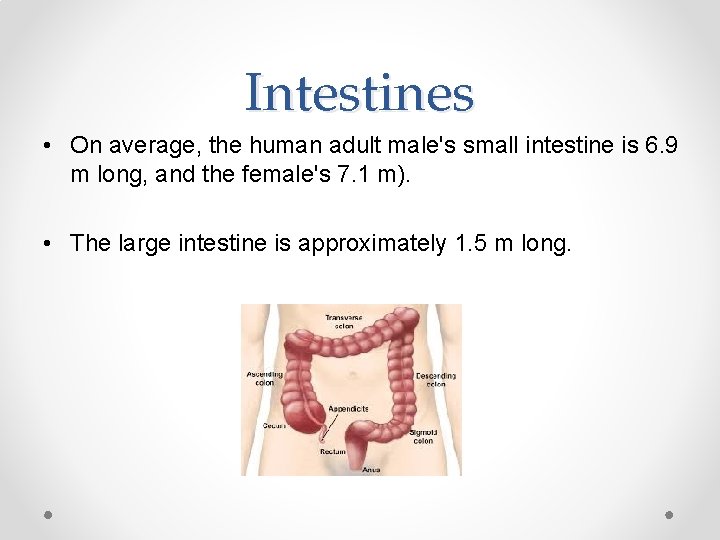 Intestines • On average, the human adult male's small intestine is 6. 9 m