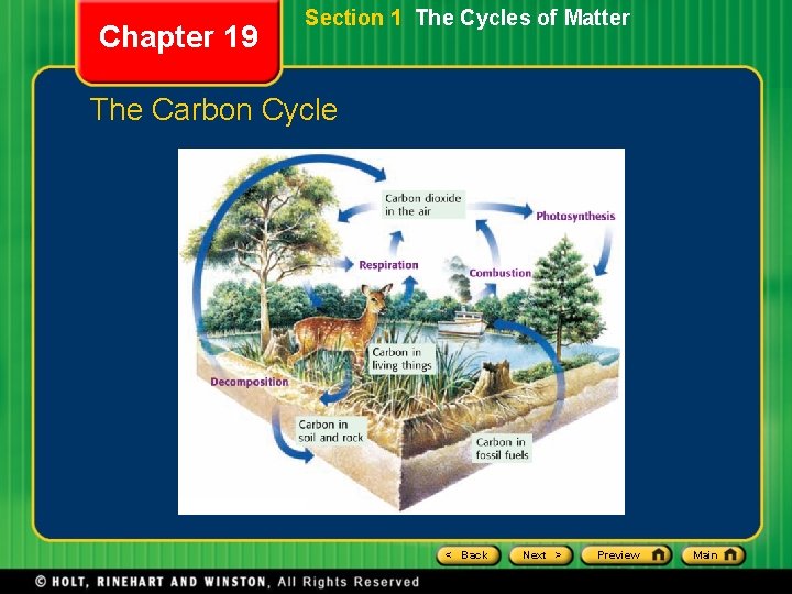 Chapter 19 Section 1 The Cycles of Matter The Carbon Cycle < Back Next