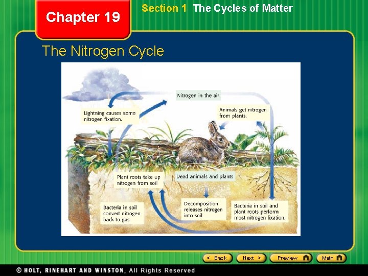 Chapter 19 Section 1 The Cycles of Matter The Nitrogen Cycle < Back Next