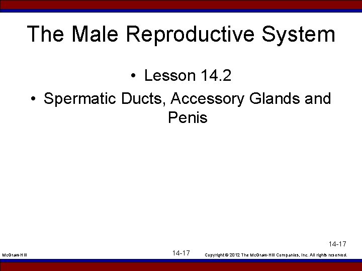 The Male Reproductive System • Lesson 14. 2 • Spermatic Ducts, Accessory Glands and