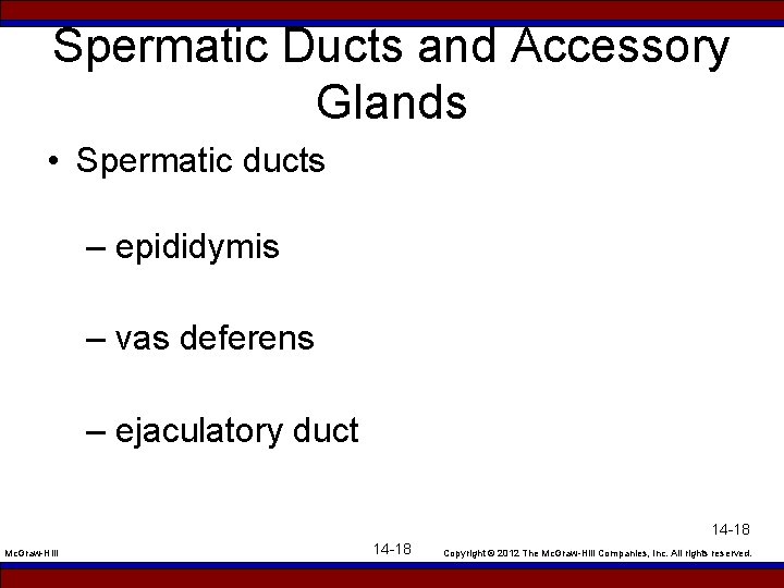 Spermatic Ducts and Accessory Glands • Spermatic ducts – epididymis – vas deferens –