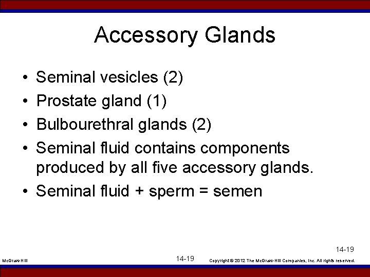 Accessory Glands • • Seminal vesicles (2) Prostate gland (1) Bulbourethral glands (2) Seminal