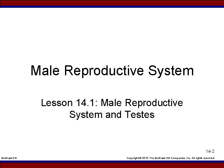 Male Reproductive System Lesson 14. 1: Male Reproductive System and Testes 14 -2 Mc.