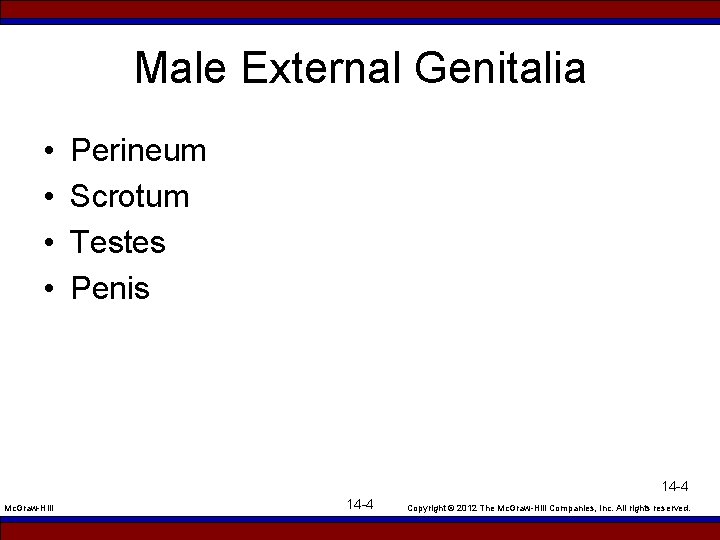 Male External Genitalia • • Perineum Scrotum Testes Penis 14 -4 Mc. Graw-Hill 14