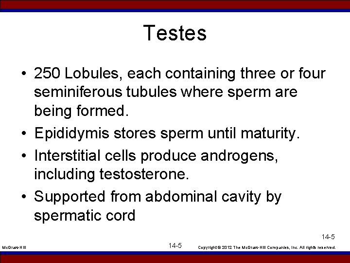 Testes • 250 Lobules, each containing three or four seminiferous tubules where sperm are