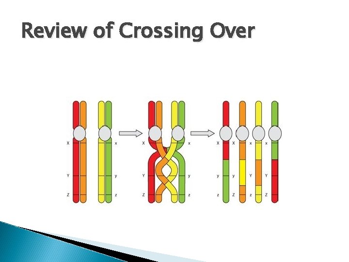 AP Lab 3 Mitosis and Meiosis Crossover in