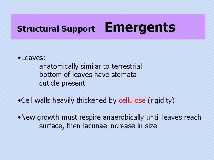 Structural Support Emergents • Leaves: anatomically similar to terrestrial bottom of leaves have stomata