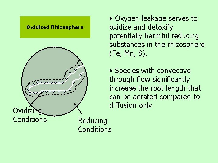 Oxidized Rhizosphere Oxidizing Conditions • Oxygen leakage serves to oxidize and detoxify potentially harmful