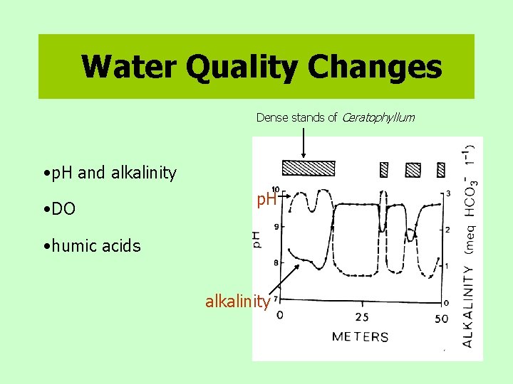 Water Quality Changes Dense stands of Ceratophyllum • p. H and alkalinity • DO