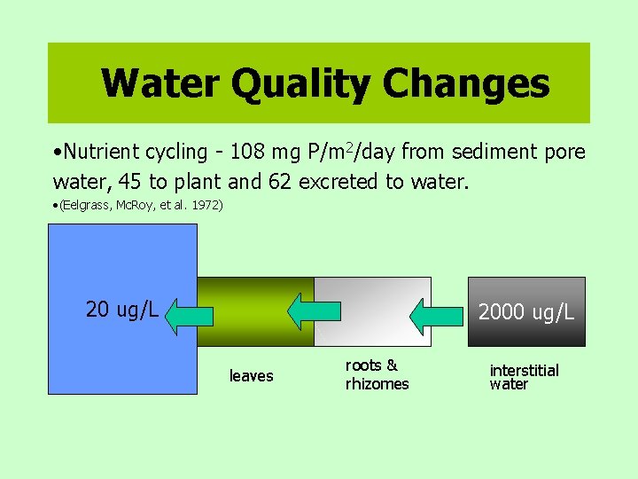 Water Quality Changes • Nutrient cycling - 108 mg P/m 2/day from sediment pore