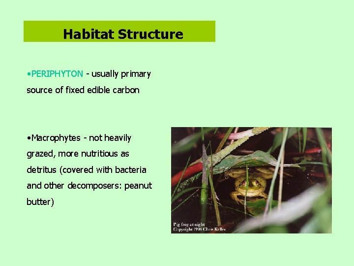 Habitat Structure • PERIPHYTON - usually primary source of fixed edible carbon • Macrophytes