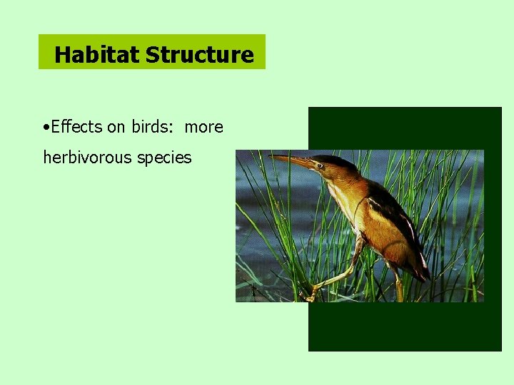 Habitat Structure • Effects on birds: more herbivorous species 