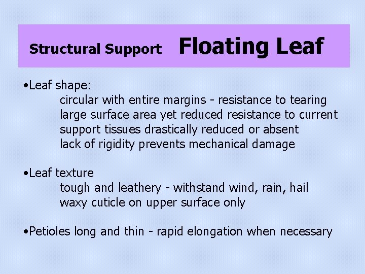 Structural Support Floating Leaf • Leaf shape: circular with entire margins - resistance to