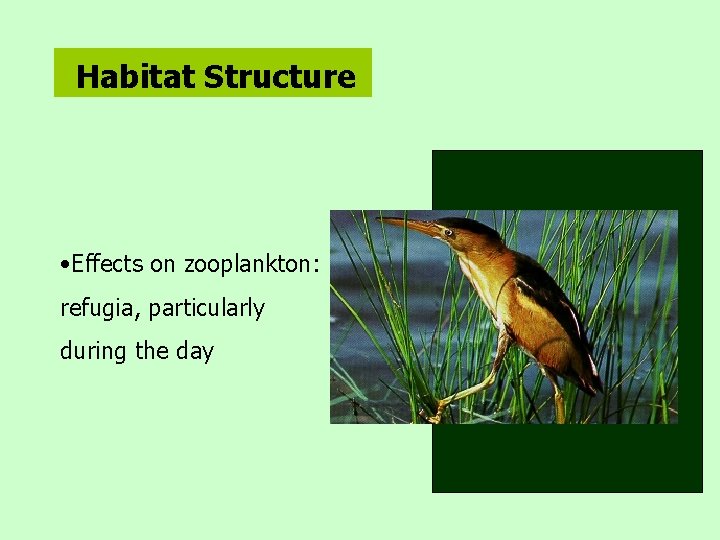 Habitat Structure • Effects on zooplankton: refugia, particularly during the day 