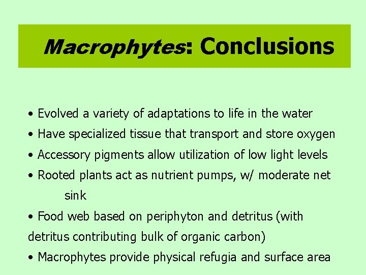 Macrophytes: Conclusions • Evolved a variety of adaptations to life in the water •