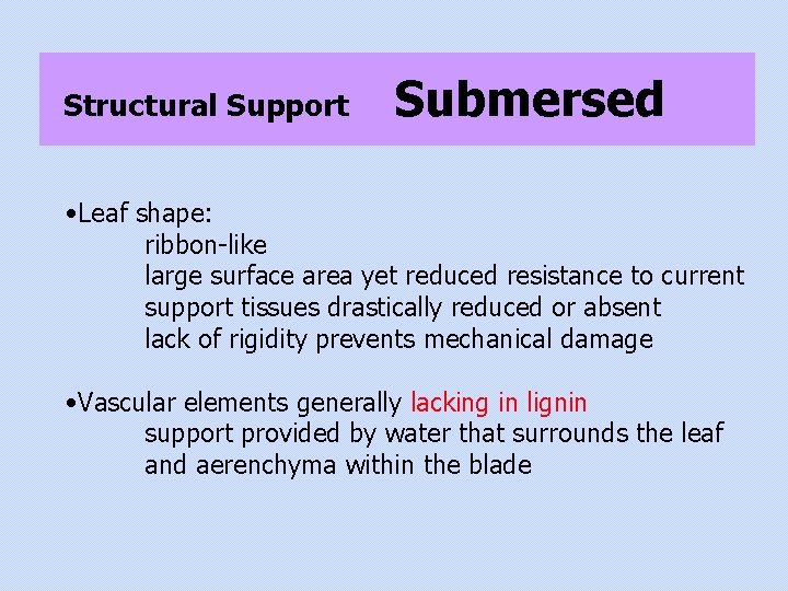 Structural Support Submersed • Leaf shape: ribbon-like large surface area yet reduced resistance to