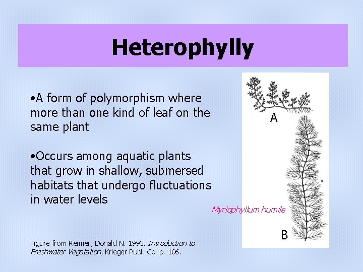 Heterophylly • A form of polymorphism where more than one kind of leaf on