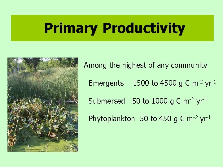 Primary Productivity Among the highest of any community Emergents 1500 to 4500 g C