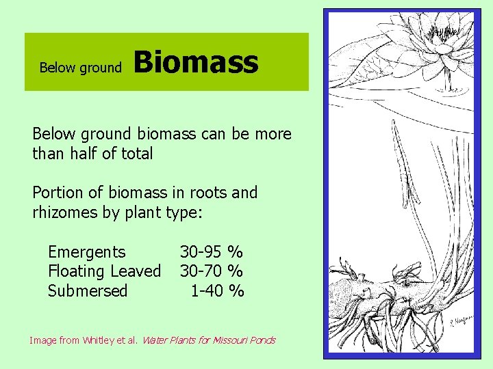 Below ground Biomass Below ground biomass can be more than half of total Portion