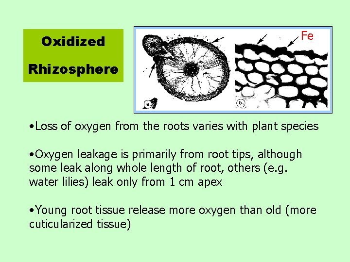 Oxidized Fe Rhizosphere • Loss of oxygen from the roots varies with plant species