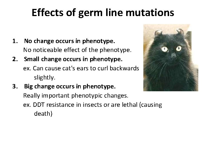 Effects of germ line mutations 1. No change occurs in phenotype. No noticeable effect