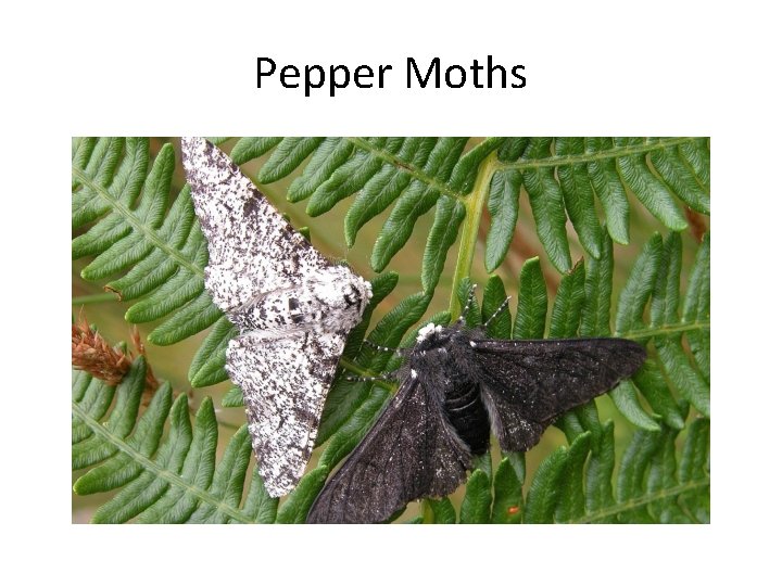 Pepper Moths 