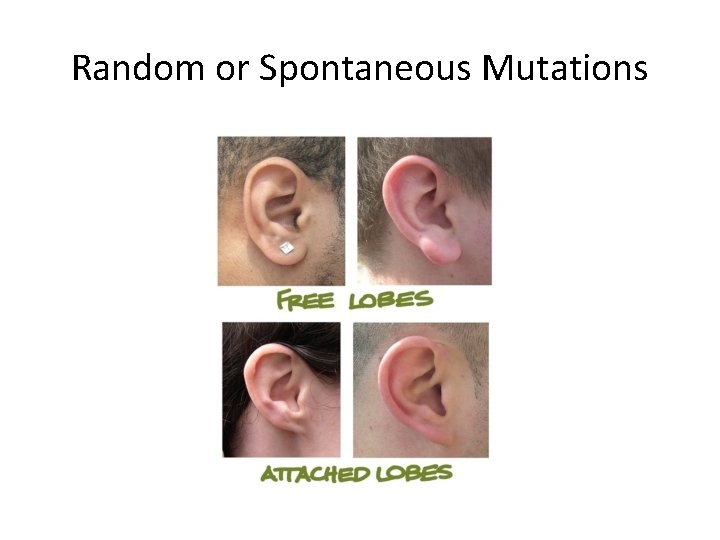 Random or Spontaneous Mutations 