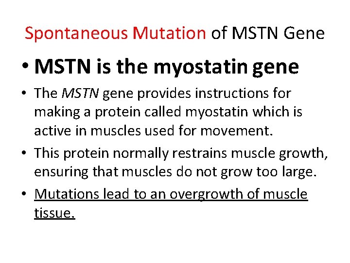 Spontaneous Mutation of MSTN Gene • MSTN is the myostatin gene • The MSTN