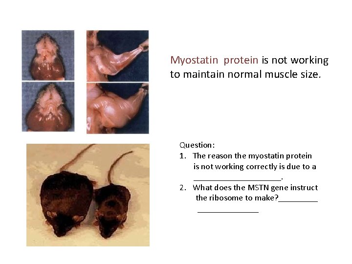 Myostatin protein is not working to maintain normal muscle size. Question: 1. The reason