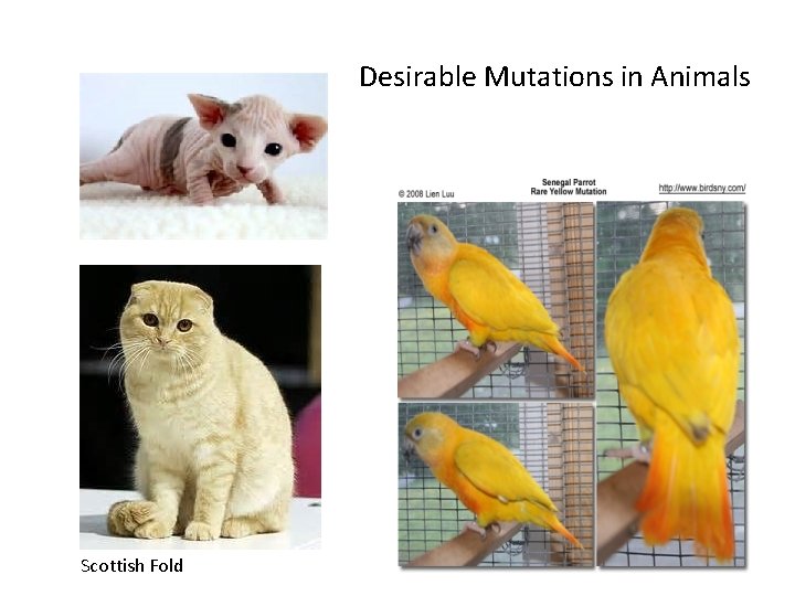 Desirable Mutations in Animals Scottish Fold 