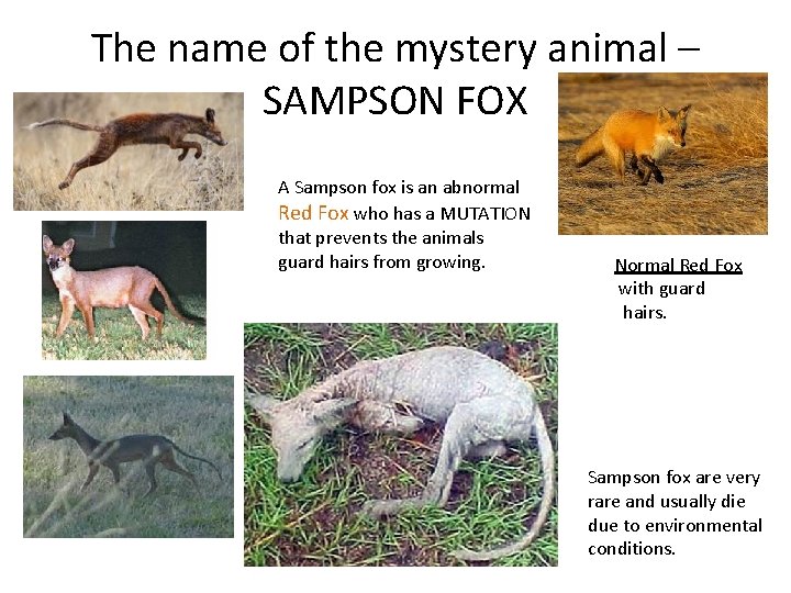 The name of the mystery animal – SAMPSON FOX A Sampson fox is an