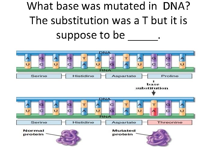 What base was mutated in DNA? The substitution was a T but it is