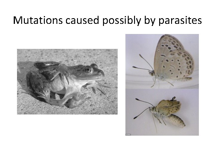 Mutations caused possibly by parasites 