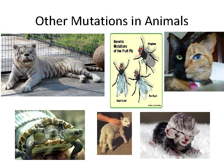 Other Mutations in Animals 
