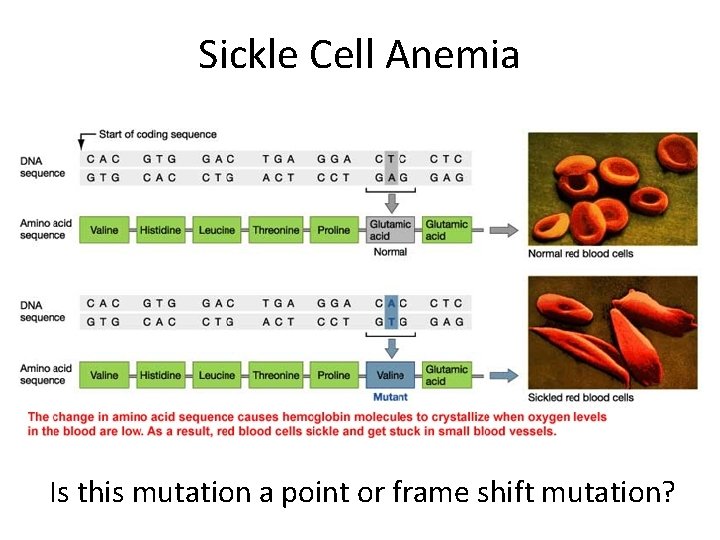 Sickle Cell Anemia Is this mutation a point or frame shift mutation? 