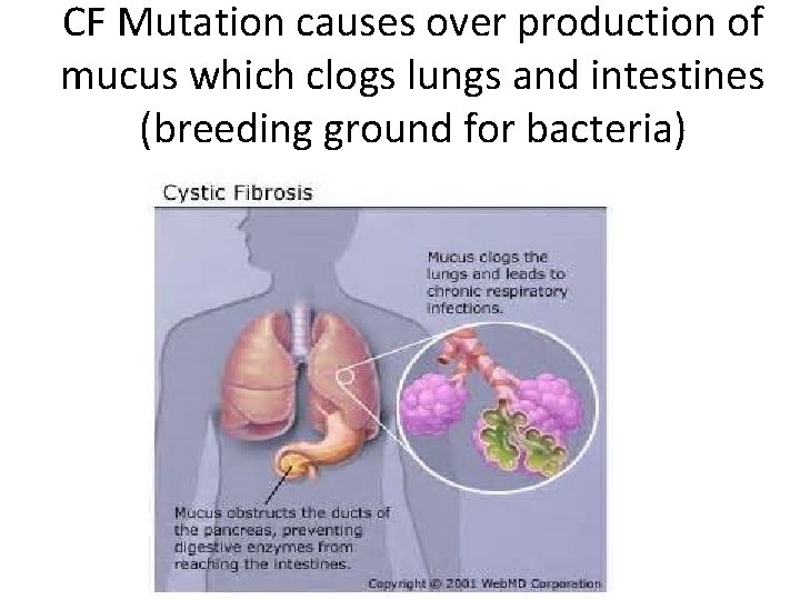 CF Mutation causes over production of mucus which clogs lungs and intestines (breeding ground