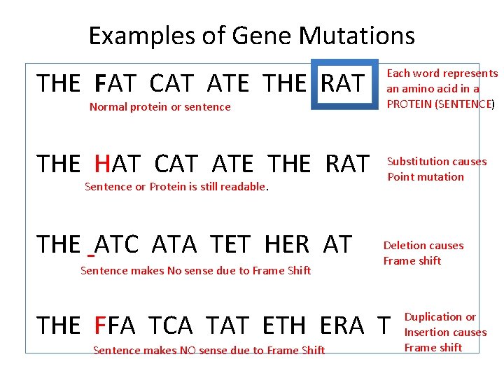 Examples of Gene Mutations THE FAT CAT ATE THE RAT Each word represents an