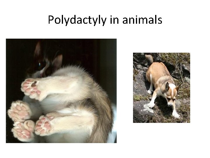 Polydactyly in animals 