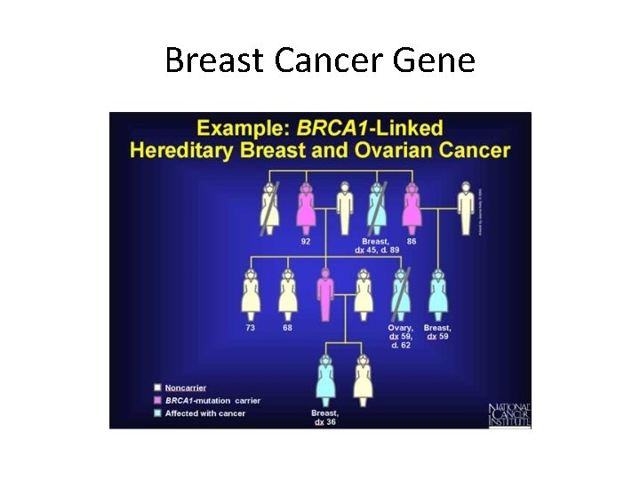 Breast Cancer Gene 