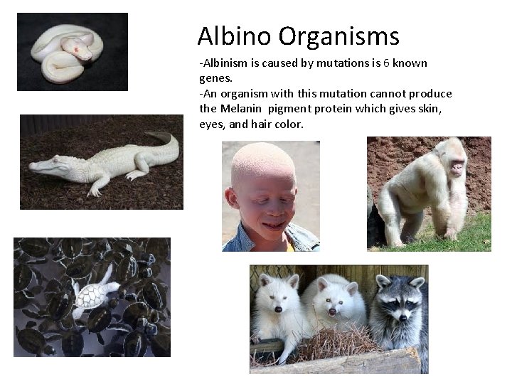 Albino Organisms -Albinism is caused by mutations is 6 known genes. -An organism with