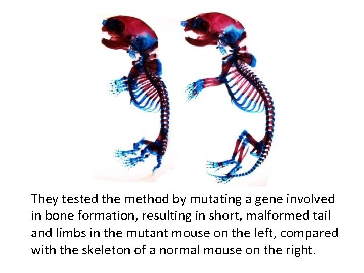 They tested the method by mutating a gene involved in bone formation, resulting in