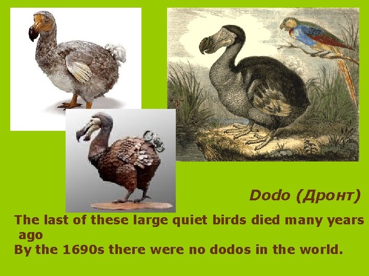 Dodo (Дронт) The last of these large quiet birds died many years ago By