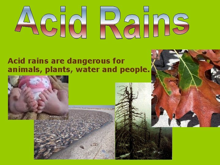 Acid rains are dangerous for animals, plants, water and people. 