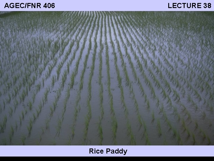 AGEC/FNR 406 LECTURE 38 Rice Paddy 