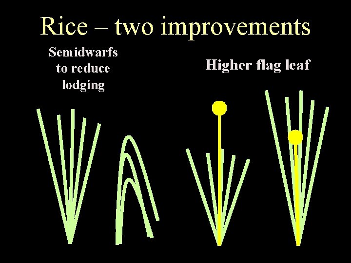 Rice – two improvements Semidwarfs to reduce lodging Higher flag leaf 