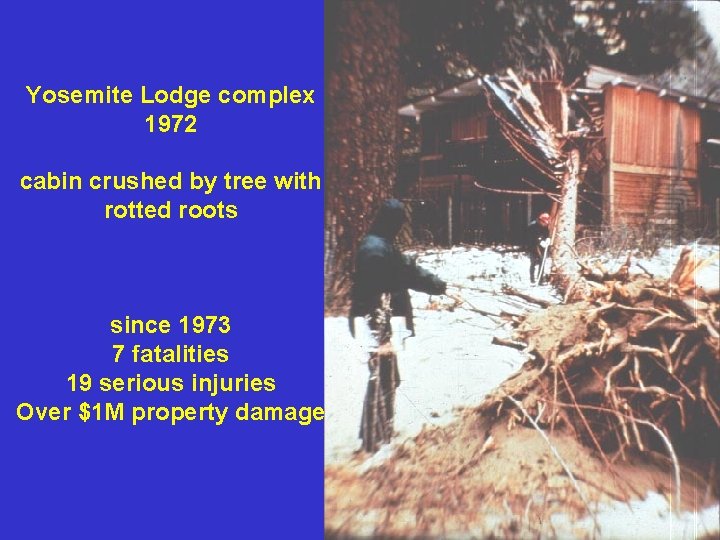 Yosemite Lodge complex 1972 cabin crushed by tree with rotted roots since 1973 7