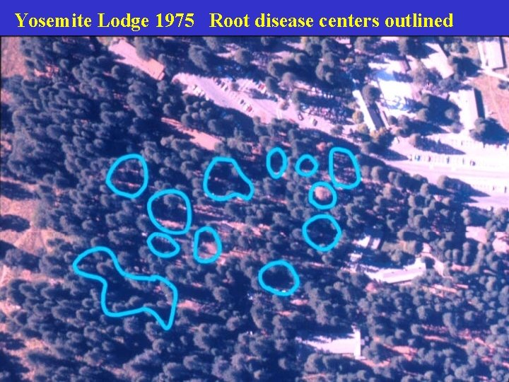 Yosemite Lodge 1975 Root disease centers outlined 